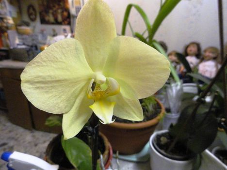Phalaenopsis 21