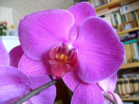 Phalaenopsis 22