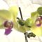 Phalaenopsis 23