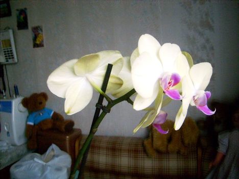 Phalaenopsis 24