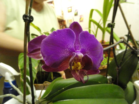 Phalaenopsis 25