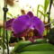 Phalaenopsis 25