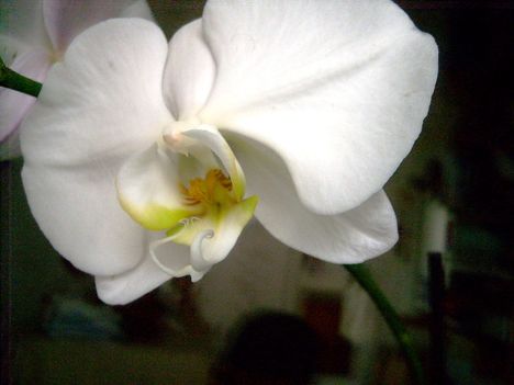 Phalaenopsis 27