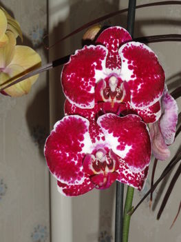 Phalaenopsis 30