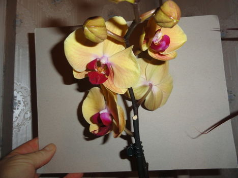 Phalaenopsis 31