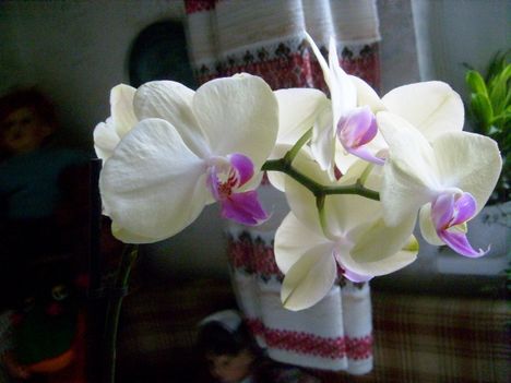Phalaenopsis 32
