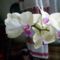 Phalaenopsis 32