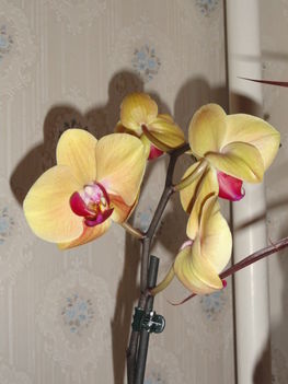 Phalaenopsis 33
