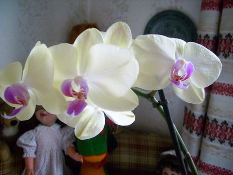 Phalaenopsis 36