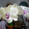 Phalaenopsis 36