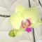 Phalaenopsis 38