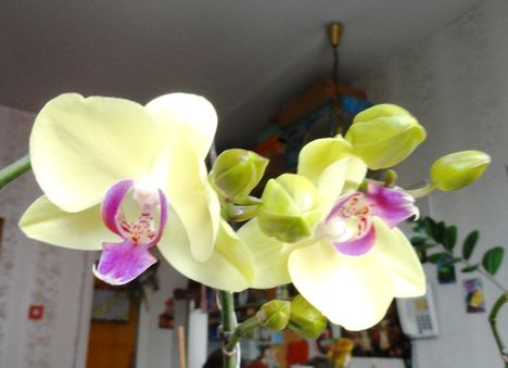 Phalaenopsis 4