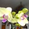 Phalaenopsis 4