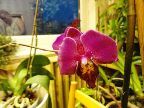 Phalaenopsis 40