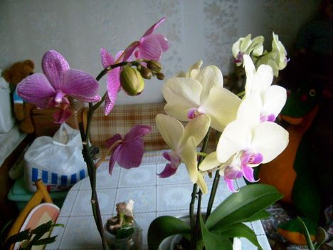 Phalaenopsis 42