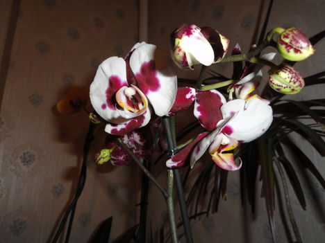 Phalaenopsis 5