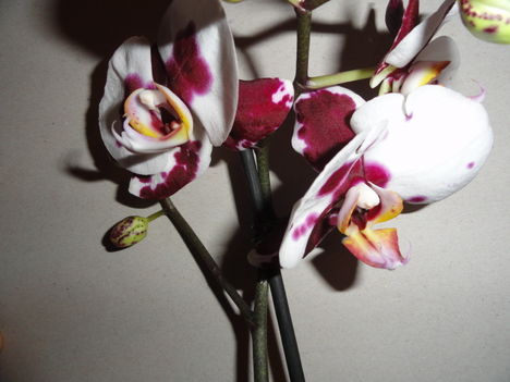 Phalaenopsis 6