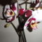Phalaenopsis 6