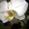 Phalaenopsis 8