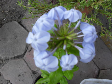 plumbago