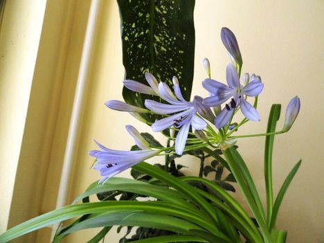 Szerelemvirág 16, Agapanthus  Schmucklilie
