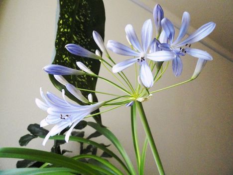 Szerelemvirág 35;  Agapanthus Schmucklilie