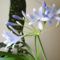 Szerelemvirág 35;  Agapanthus Schmucklilie