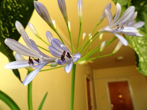 Szerelemvirág 41; Agapanthus Schmucklilie