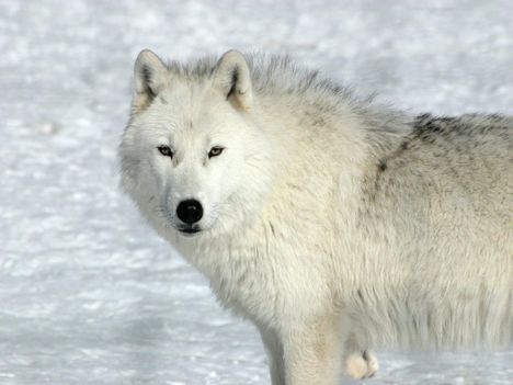 farkas_hatterkepek_2-800x600