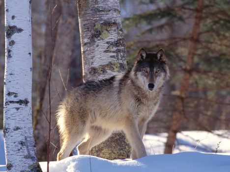 farkas_hatterkepek_41-800x600