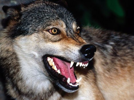 farkas_hatterkepek_8-800x600