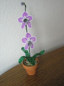 orchidea
