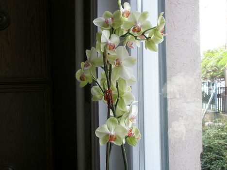 orchidea