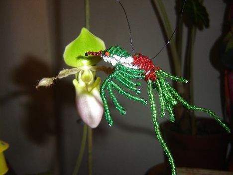 Szalagos kolibri
