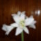 virágom Amarilisz 1
