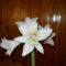 virágom Amarilisz 3