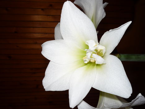 virágom Amarilisz 4