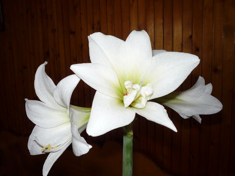 virágom Amarilisz 5