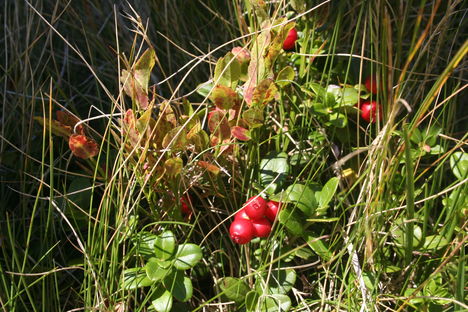 2011.oktober.Teleki-Nagyköves csúcs