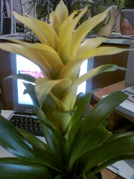 Bromélia