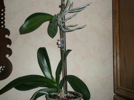 dupla orchidea