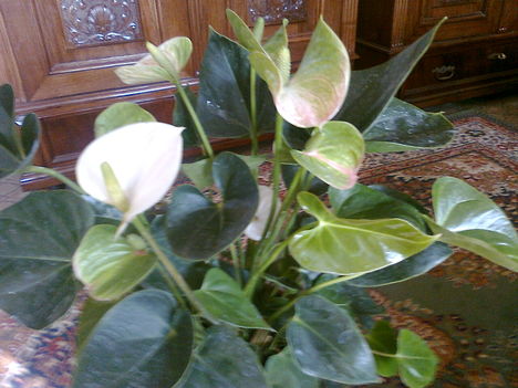 FLAMINGÓVIRÁG, fehér   (anthurium andreanum)