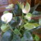 FLAMINGÓVIRÁG, fehér   (anthurium andreanum)