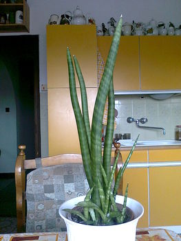 hengeres sansaveria (sansevieria cylindrica)