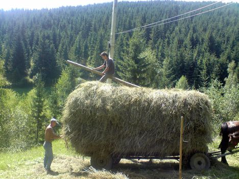 Le kell szoritani jól a szénát