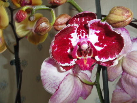 ;O.P ;Phalaenopsis  006