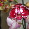 ;O.P ;Phalaenopsis  006