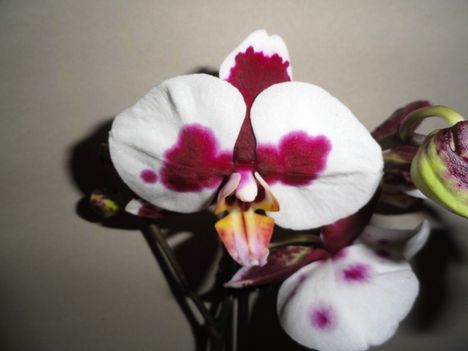 Phalaenopsis 002