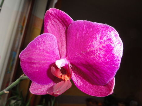Phalaenopsis 005