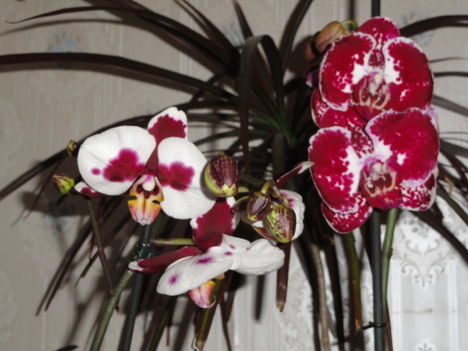 Phalaenopsis 007